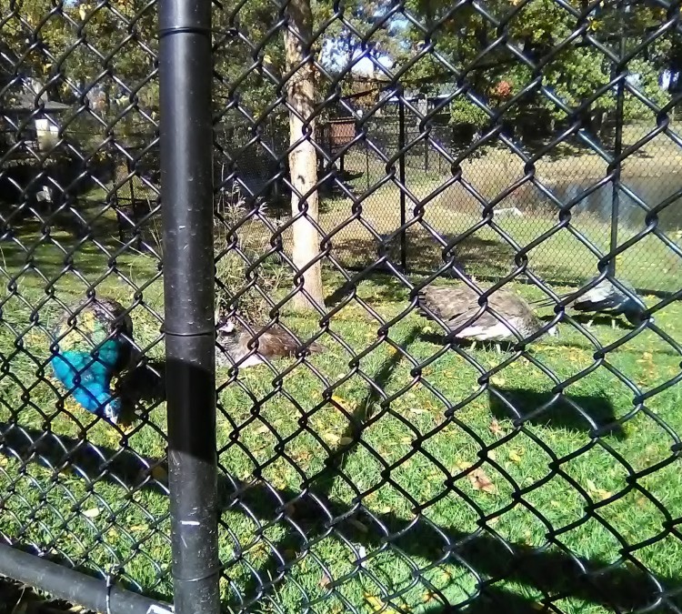 City of Aurora- Phillips Park Zoo (Aurora,&nbspIL)